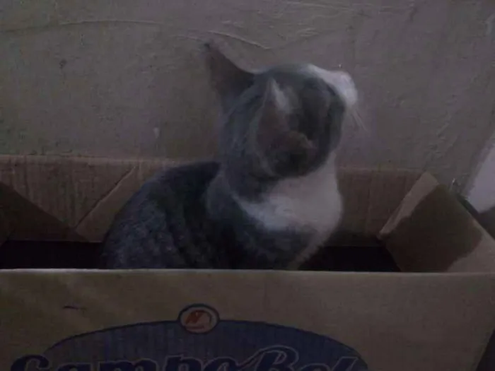 Gato raça Vira lata idade 2 a 6 meses nome A definir