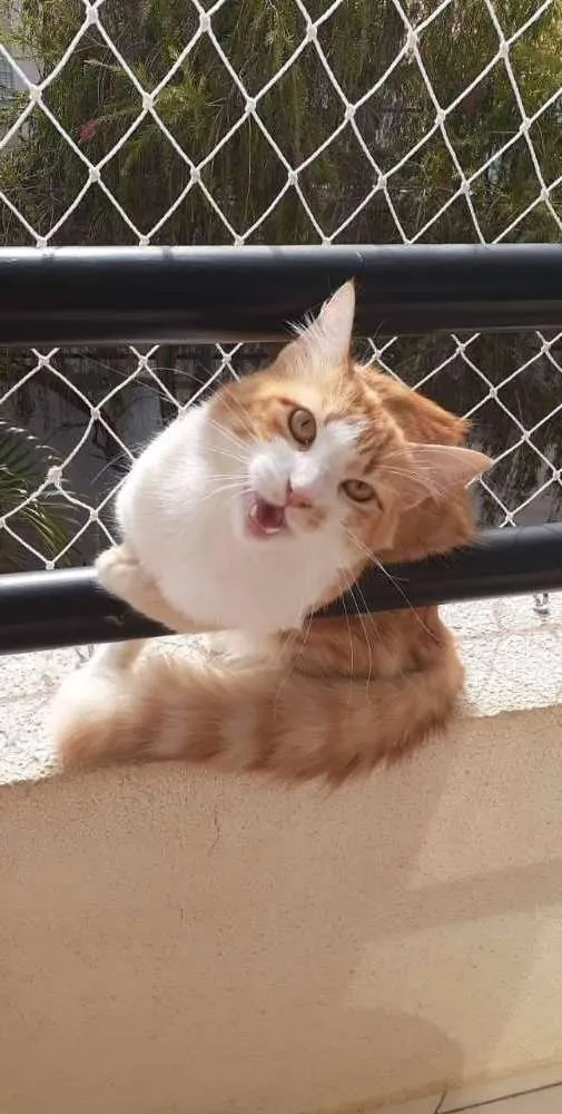 Gato ra a Angorá mestiço  idade 1 ano nome Pituxo