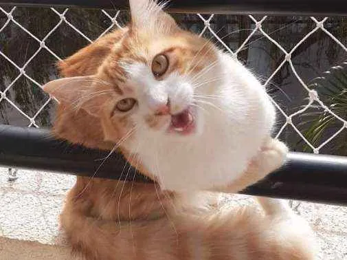 Gato ra a Angorá mestiço  idade 1 ano nome Pituxo
