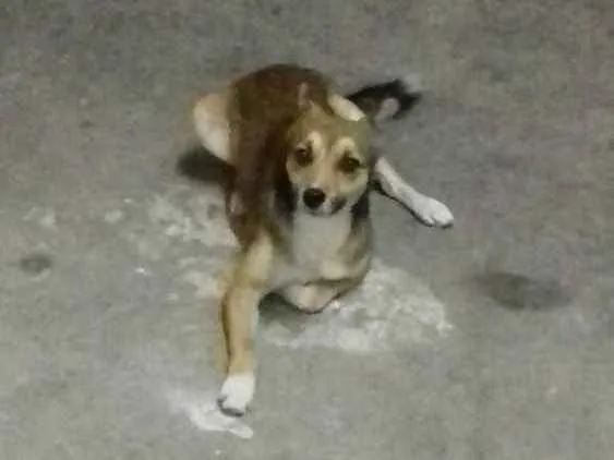 Cachorro ra a Vira lata idade 7 a 11 meses nome Fred