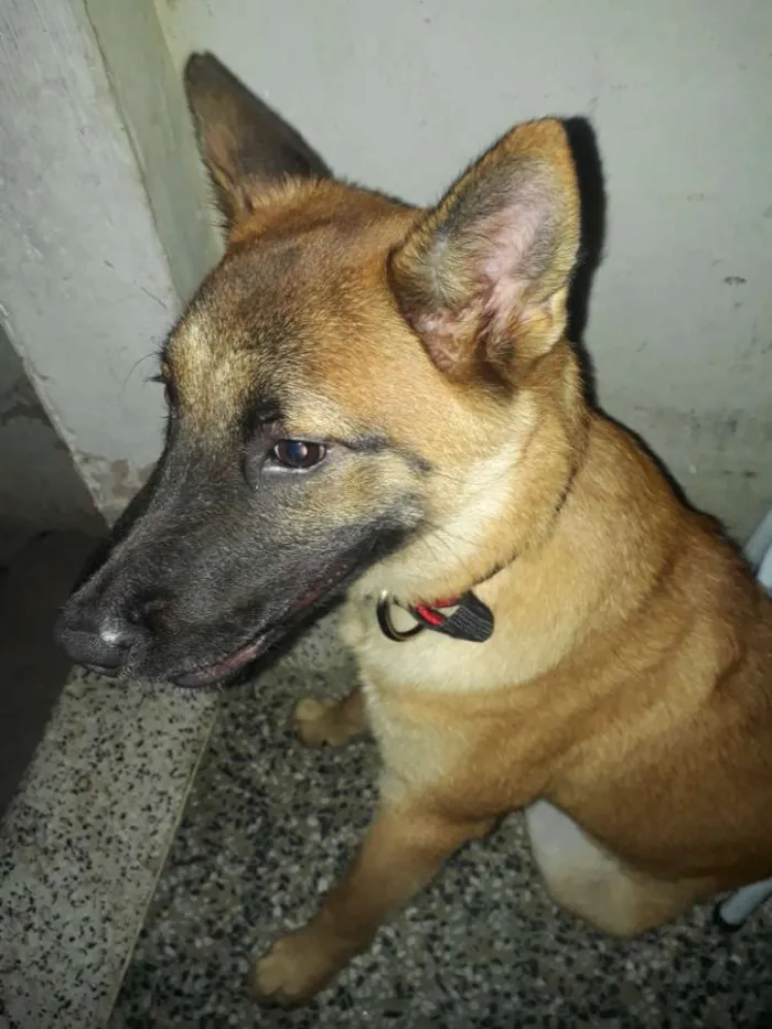 Cachorro raça Pastor alemão com show show idade 7 a 11 meses nome Zeus