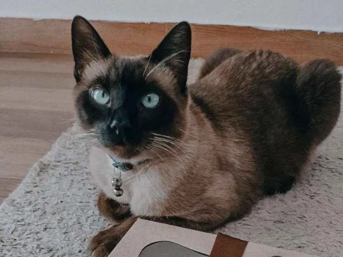 Gato ra a Siamês idade 3 anos nome Tom