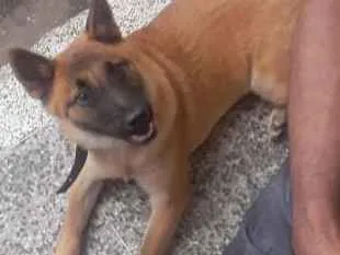 Cachorro raça Pastor alemão com show show idade 7 a 11 meses nome Zeus