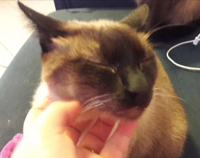 Gato ra a SRD idade 1 ano nome Pequeno Príncipe