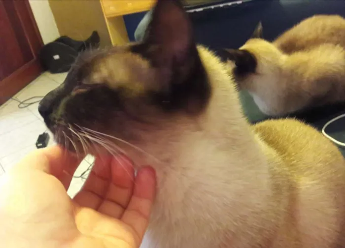 Gato ra a SRD idade 1 ano nome Pequeno Príncipe