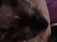 Ágata