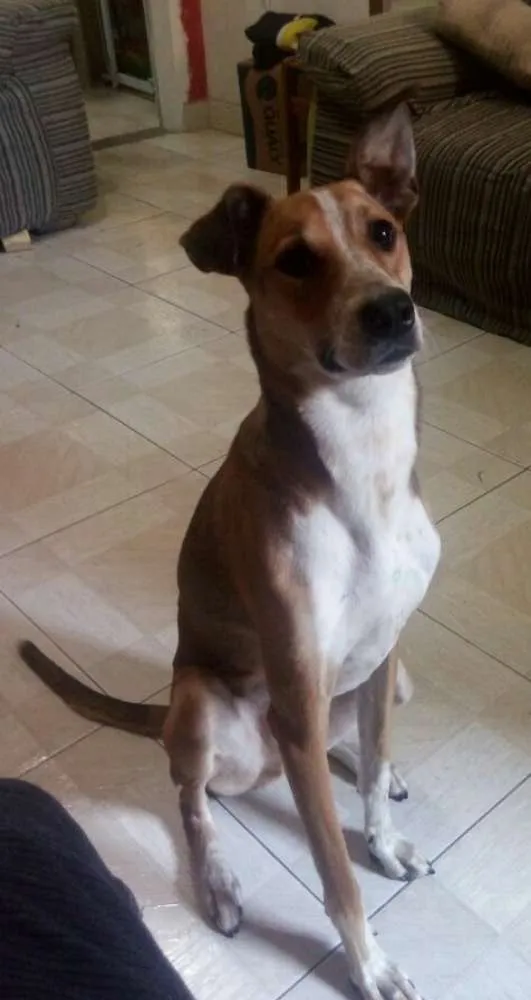 Cachorro raça Vira lata idade 3 anos nome Bob