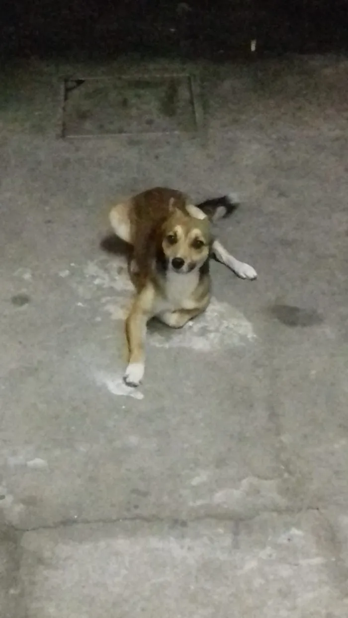 Cachorro ra a Vira lata idade 7 a 11 meses nome Fred