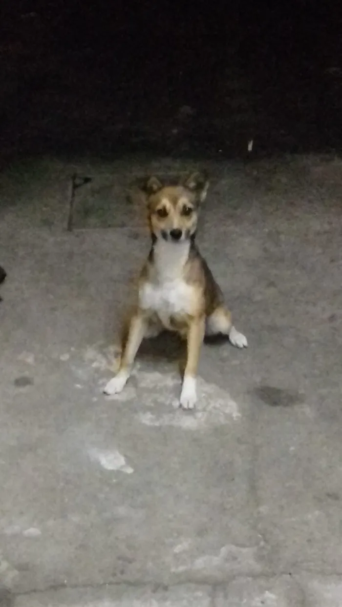 Cachorro ra a Vira lata idade 7 a 11 meses nome Fred