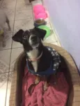 Cachorro raça SRD idade 1 ano nome NINO