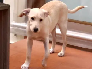 Cachorro raça Srd idade 2 a 6 meses nome Max