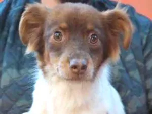 Cachorro raça SRD idade 7 a 11 meses nome Tarsila