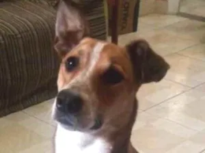 Cachorro raça Vira lata idade 3 anos nome Bob