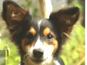 Cachorro raça SRD idade 7 a 11 meses nome Frida