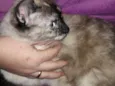 Ágata