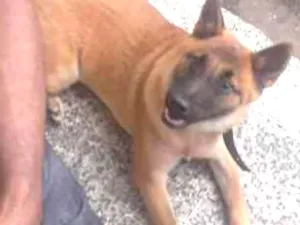 Cachorro raça Pastor alemão com show show idade 7 a 11 meses nome Zeus