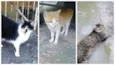 Gatinhos órfãos