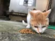 Gatinhos órfãos