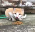 Gatinhos órfãos