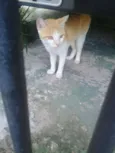 Gatinhos órfãos