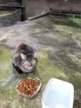 Gatinhos órfãos