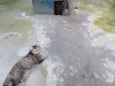 Gatinhos órfãos