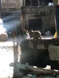 Gatinhos órfãos