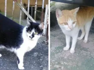 Gato raça  idade 3 anos nome Gatinhos órfãos