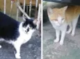 Gatinhos órfãos