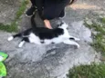 Gatinhos órfãos