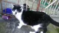 Gatinhos órfãos