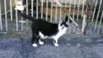Gatinhos órfãos