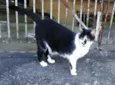 Gatinhos órfãos