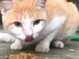 Gatinhos órfãos