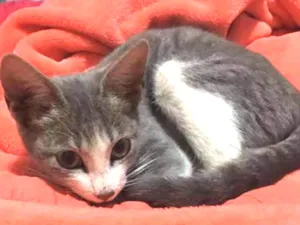 Gato raça Vira lata idade 2 a 6 meses nome A definir