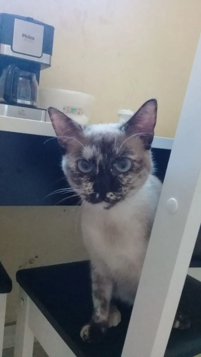 Gato ra a Seamesa idade 2 a 6 meses nome Sem nome ainda