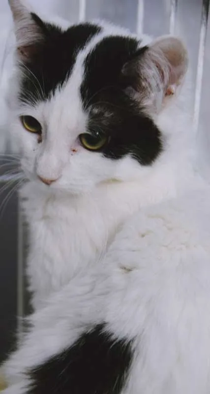 Gato ra a SRD idade 2 a 6 meses nome GERALDO FRAJOLA