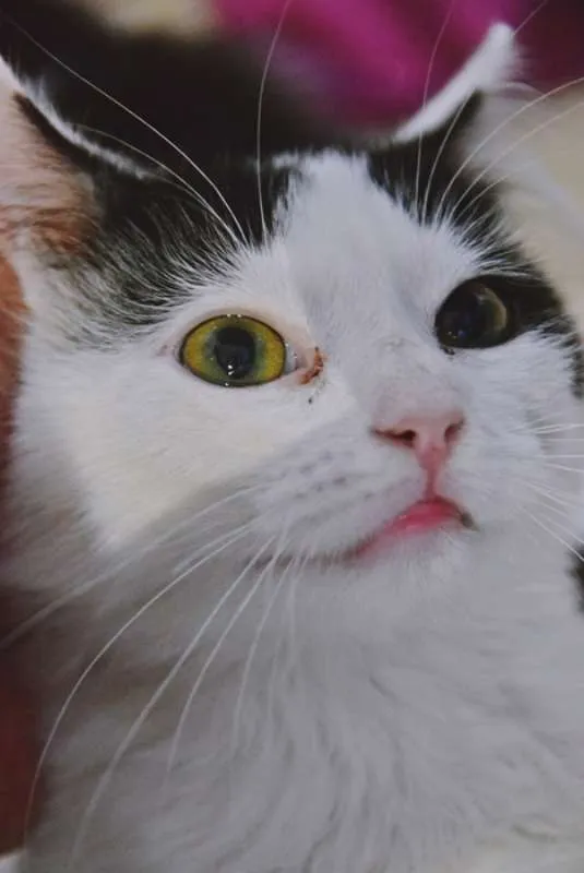 Gato ra a SRD idade 2 a 6 meses nome GERALDO FRAJOLA