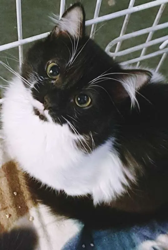 Gato ra a SRD idade 2 a 6 meses nome GALINDO FRAJOLA