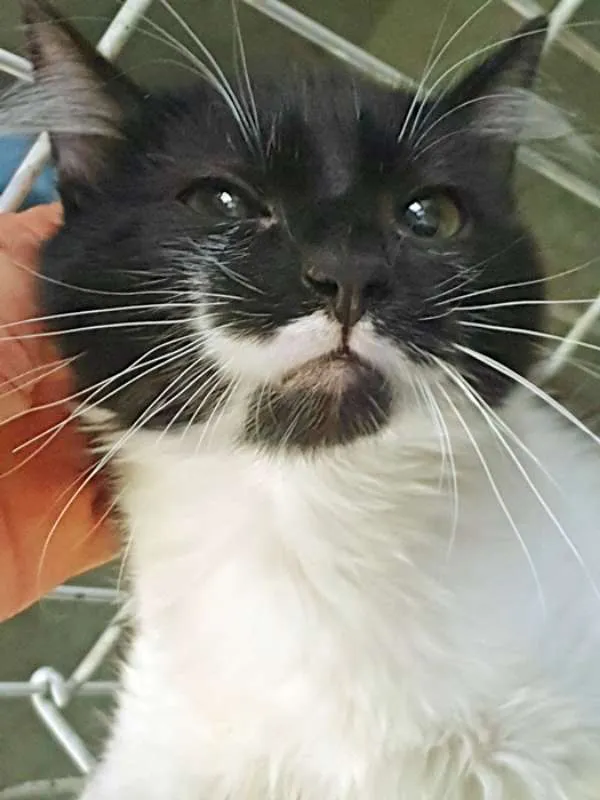 Gato ra a SRD idade 2 a 6 meses nome GALINDO FRAJOLA