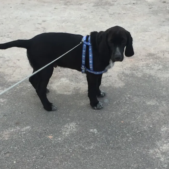 Cachorro raça Mix de Basset Hound idade 2 a 6 meses nome Snow
