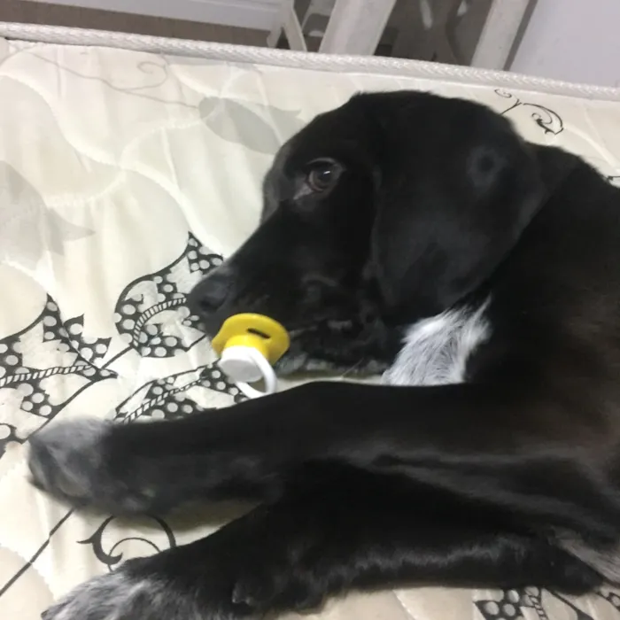 Cachorro raça Mix de Basset Hound idade 2 a 6 meses nome Snow
