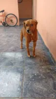 Skub