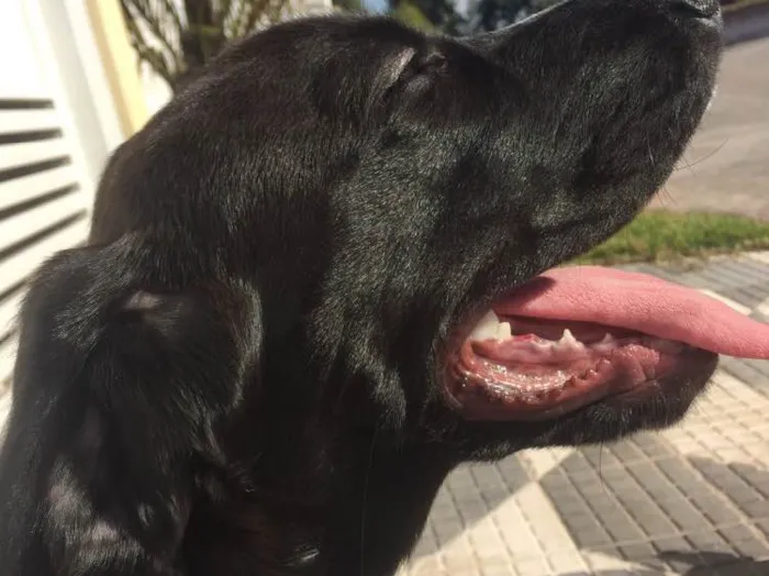 Cachorro raça Mix de Basset Hound idade 2 a 6 meses nome Snow