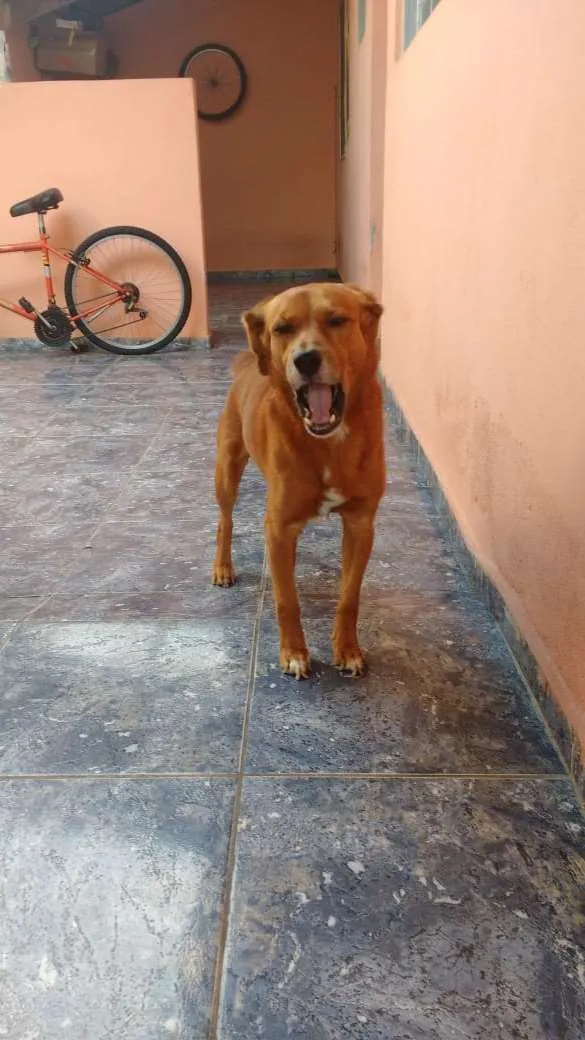 Cachorro ra a pé duro idade 6 ou mais anos nome Skub