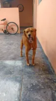 Skub