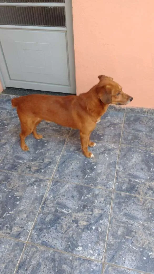 Cachorro ra a pé duro idade 6 ou mais anos nome Skub
