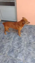 Skub