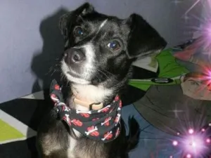 Cachorro raça SRD idade 1 ano nome NINO