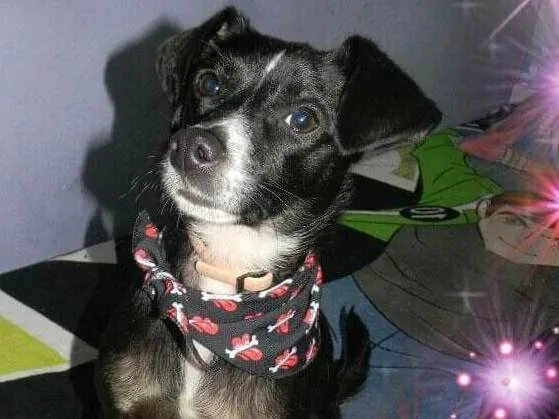 Cachorro raça SRD idade 1 ano nome NINO